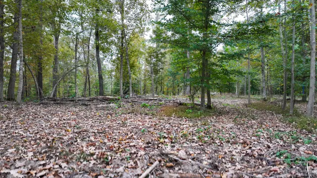 a view of a forest with trees in the background