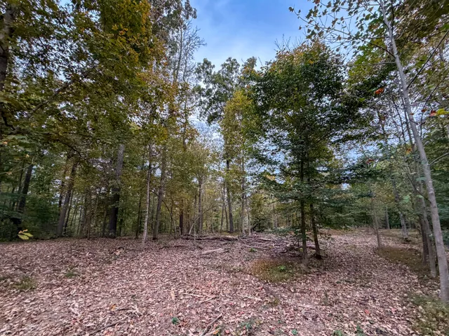 a view of a forest filled with trees
