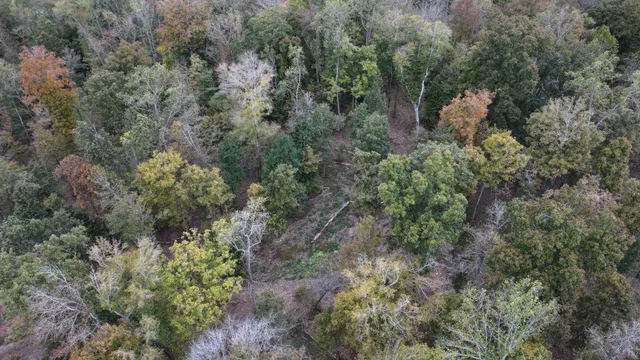 a view of a forest with a tree