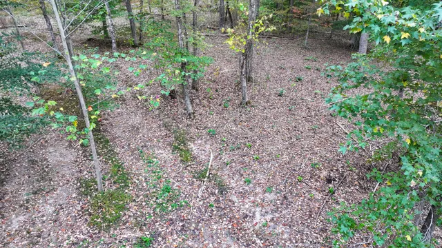 a view of a garden with plants and trees