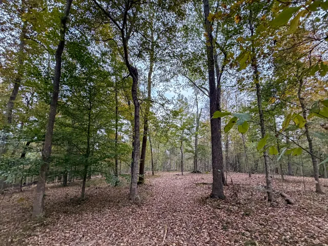 a view of a forest filled with trees