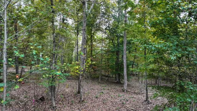 a view of a forest with trees