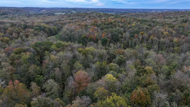 a view of a forest with a lush green forest