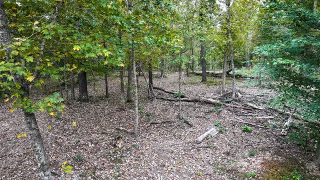 a view of a forest with trees in the background