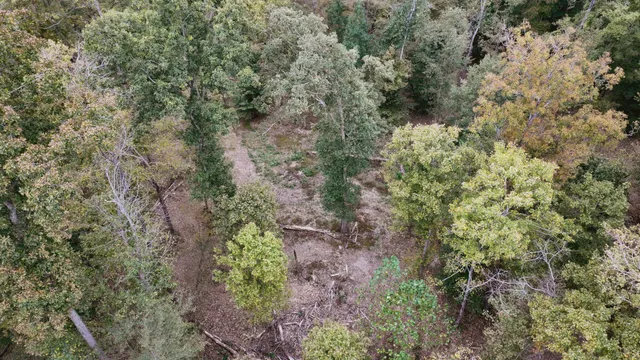 a view of a forest with a tree