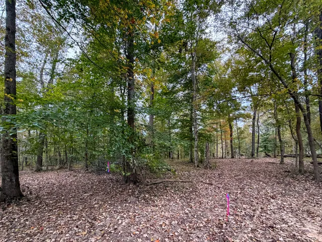 a view of a forest that has large trees