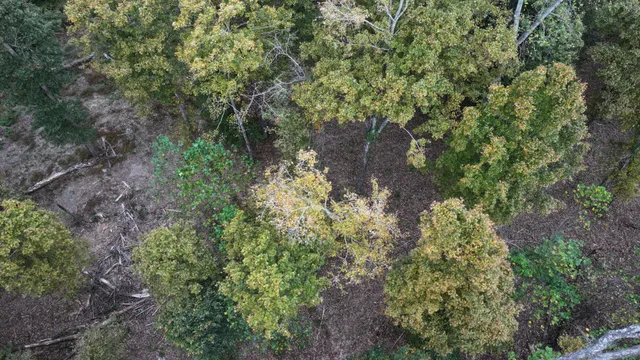 a view of a forest with lots of trees