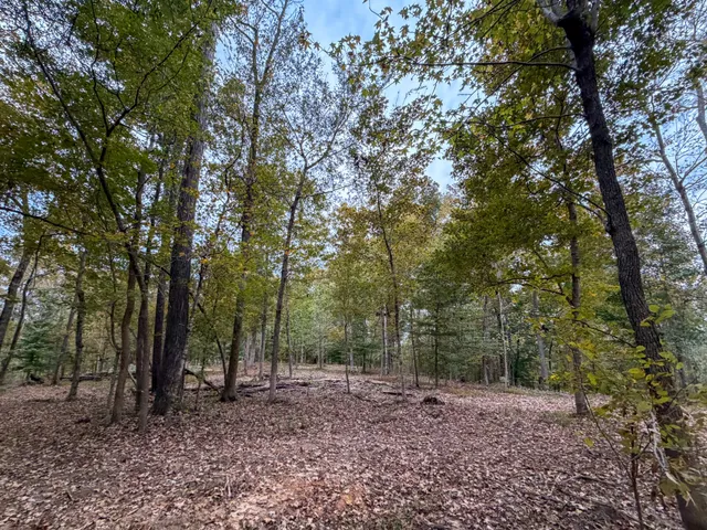 a view of a forest filled with trees