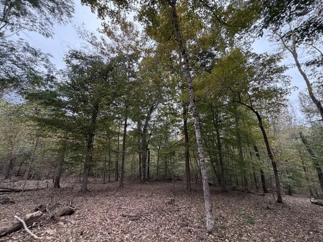 a view of a forest filled with trees