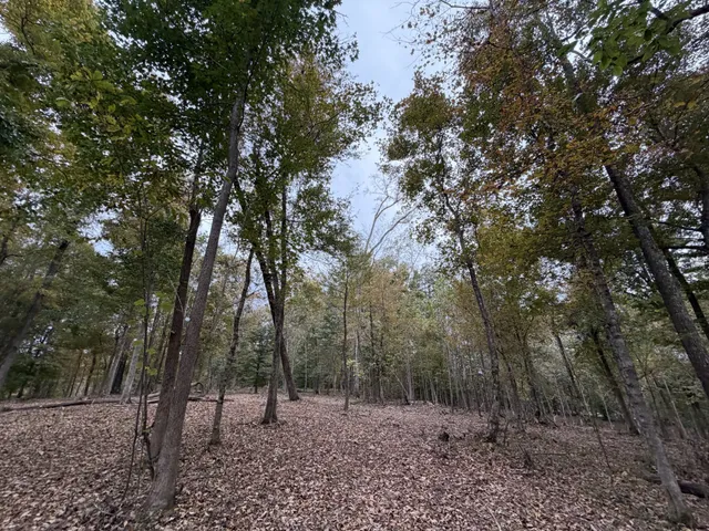 a view of outdoor space with trees