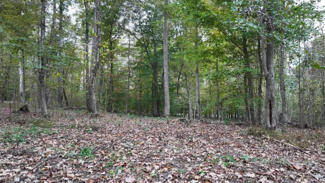 a view of a forest with trees in the background