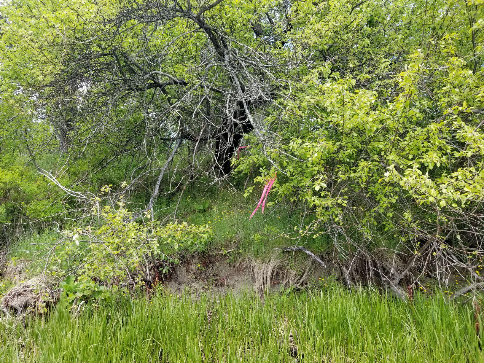 0 Lincoln Cove Road Perry, ME 04667 - Photo 51 of 53 zSoutheast corner flagging