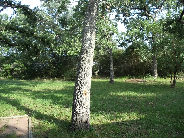 11064 North Dowling Road College Station, TX 77845 - Photo 2 of 10