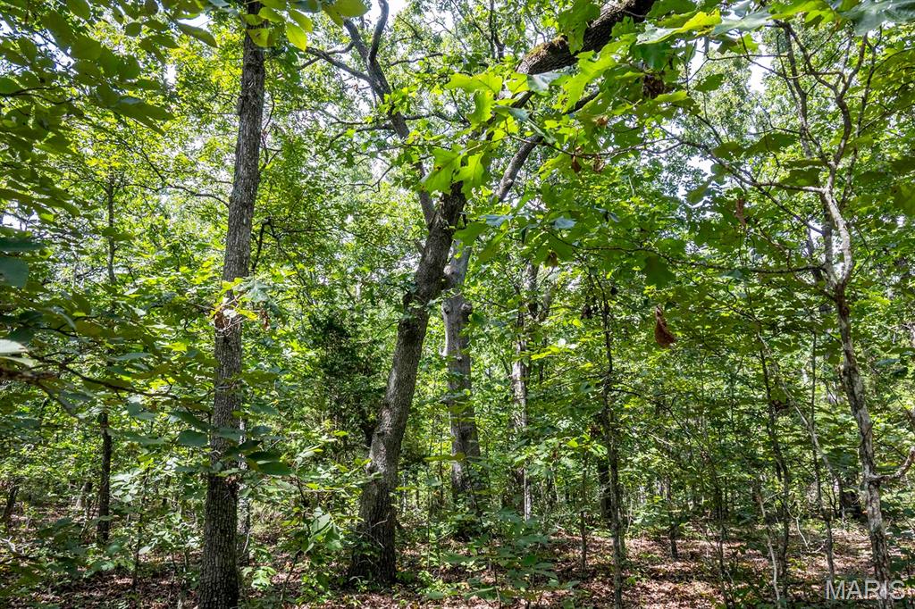 0 Fire Tower Road Steelville, MO 65565 - Photo 18 of 28 Gallery Image 18