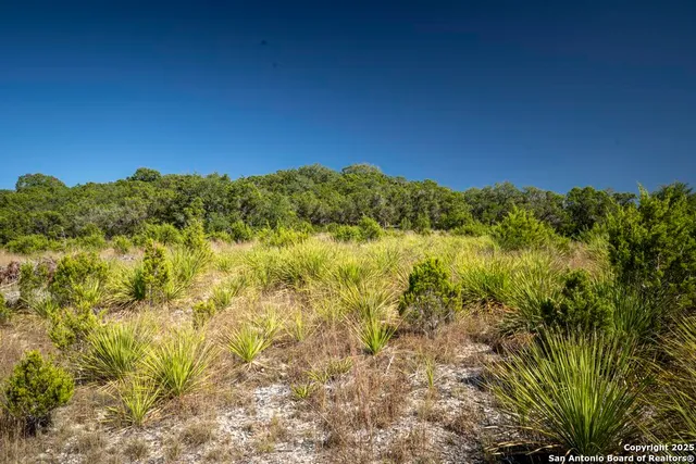 a view of a large trees with plants and wooden fence