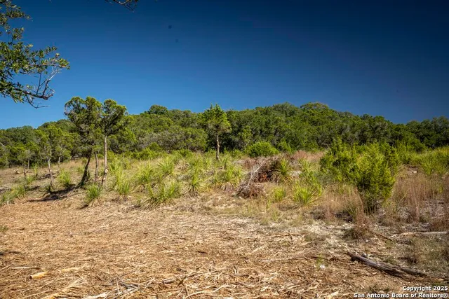 a view of a yard with a tree