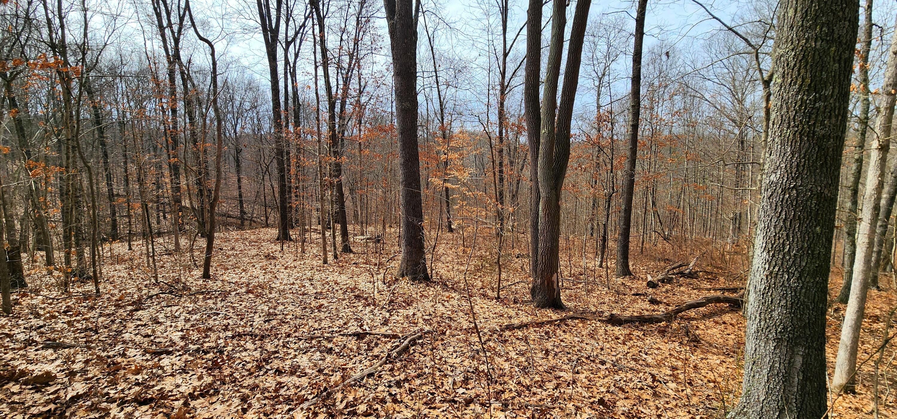 0 Edmundson Road, Unit TRACT 4 AT BIG TIMBER) Vinton, OH 45686 - Photo 8 of 67 9