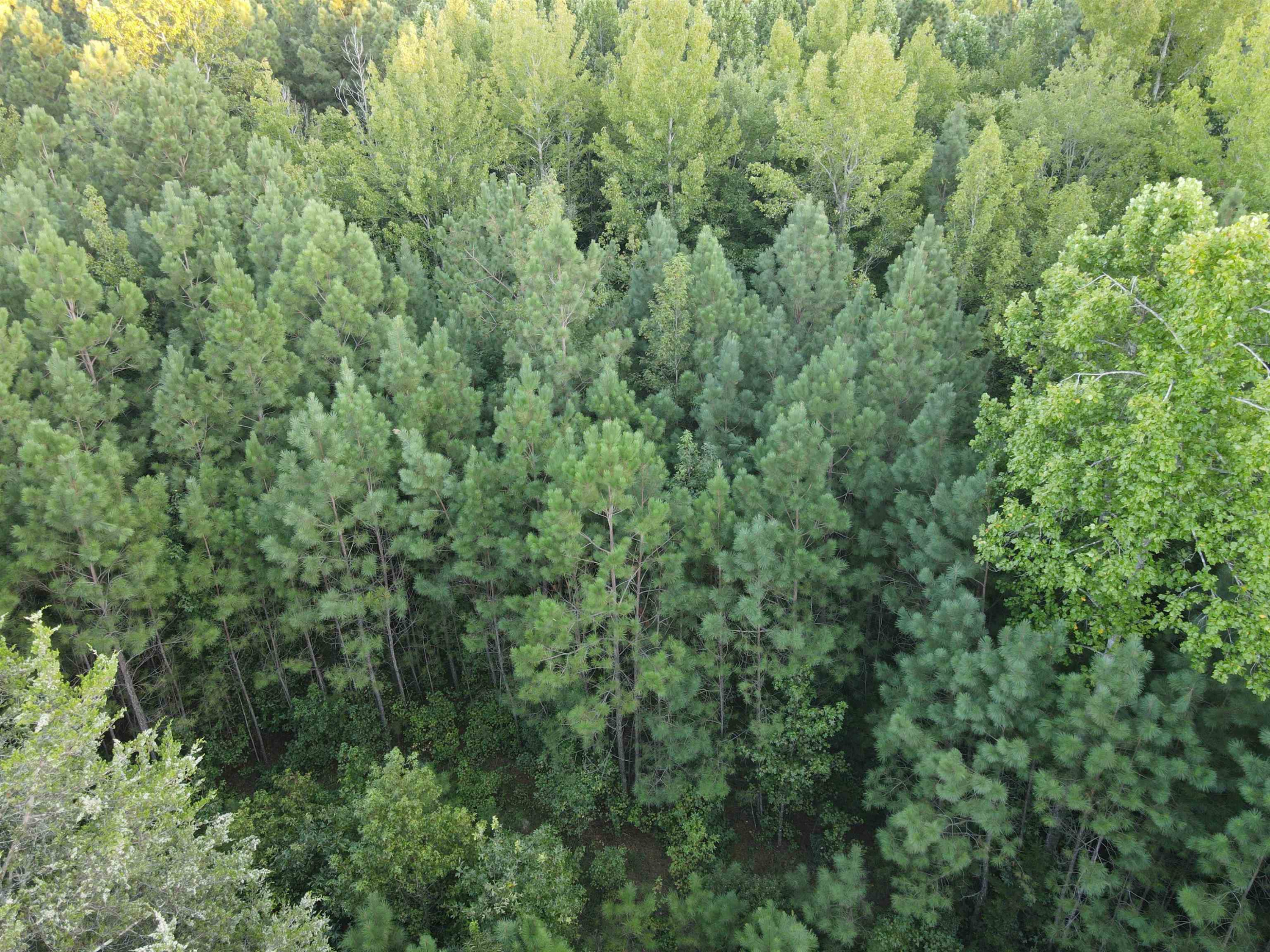 Creedmoor Road Wake Forest, NC 27587 - Photo 29 of 38 Photo 29