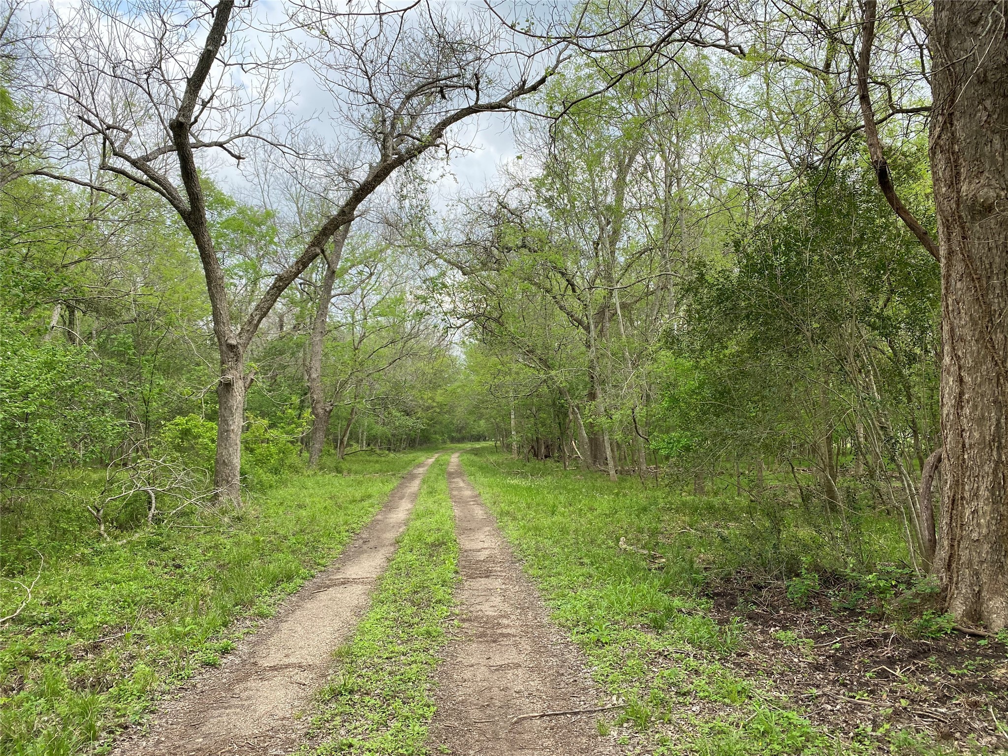 1950 Hagerson Road Sugar Land, TX 77479 - Photo 5 of 5 a view of a yard with large trees