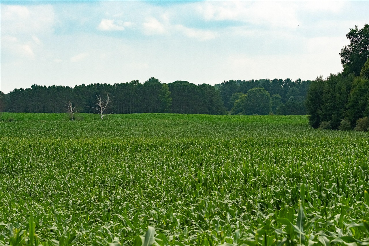 Milarch Road Bear Lake, MI 49614 - Photo 11 of 57
