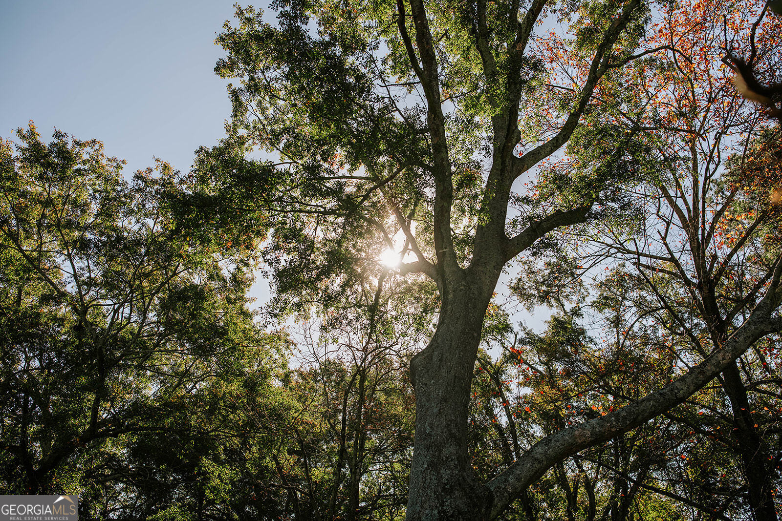 1901 Hog Mountain Road Watkinsville, GA 30677 - Photo 7 of 9 a picture of tree