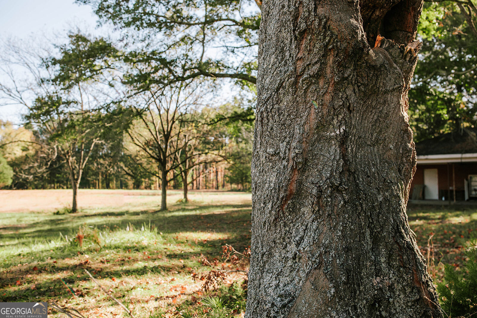 1901 Hog Mountain Road Watkinsville, GA 30677 - Photo 8 of 9 a view of a yard with a tree