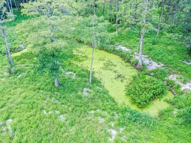 a view of yard with green space