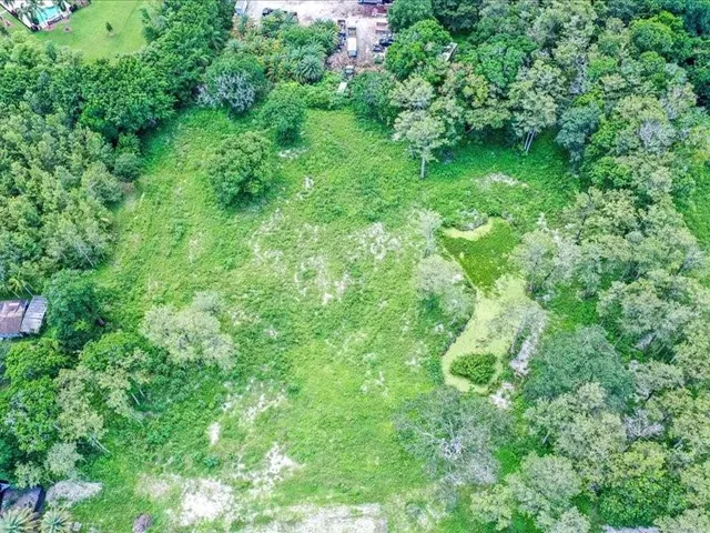a view of a lush green forest