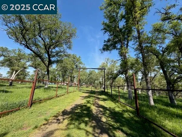 a view of a tree in a park