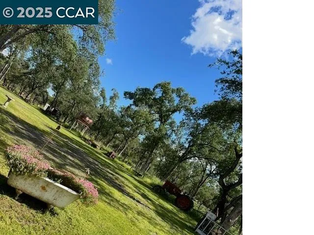 a view of a park that has large trees