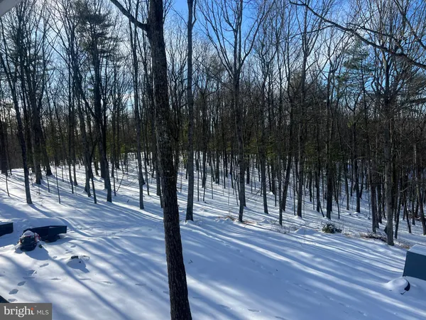 a view of a yard with large trees