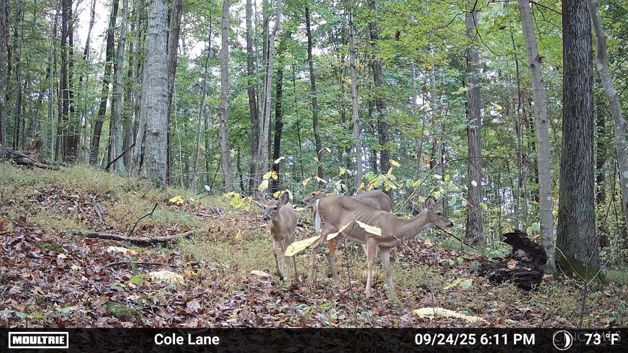 4655 Grassy Fork Road Peebles, OH 45660 - Photo 3 of 30