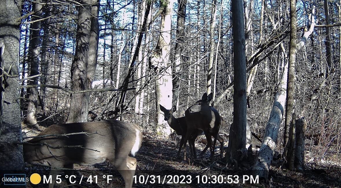 1200 Alexander Road Delanson, NY 12053 - Photo 57 of 60 IMG_4619