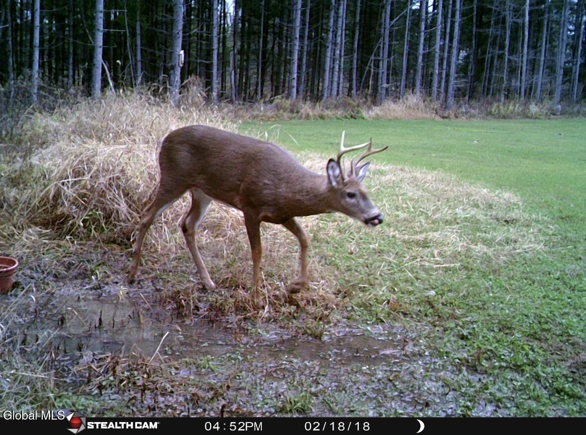 1200 Alexander Road Delanson, NY 12053 - Photo 58 of 60 IMG_4621