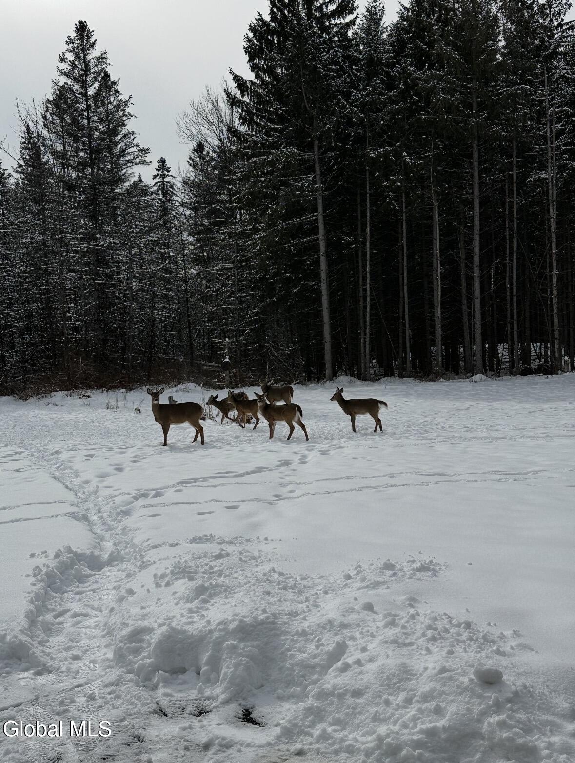 1200 Alexander Road Delanson, NY 12053 - Photo 59 of 60 IMG_4622