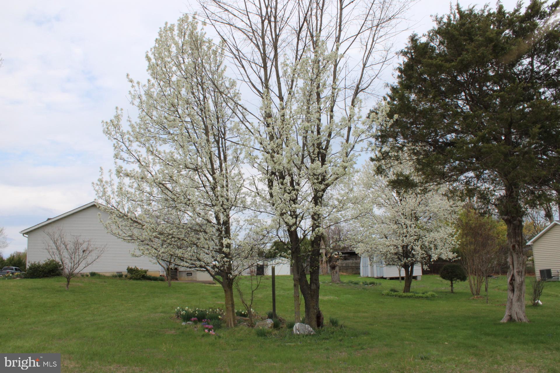 142 Braddock Boulevard Inwood, WV 25428 - Photo 36 of 36 a big yard with large trees