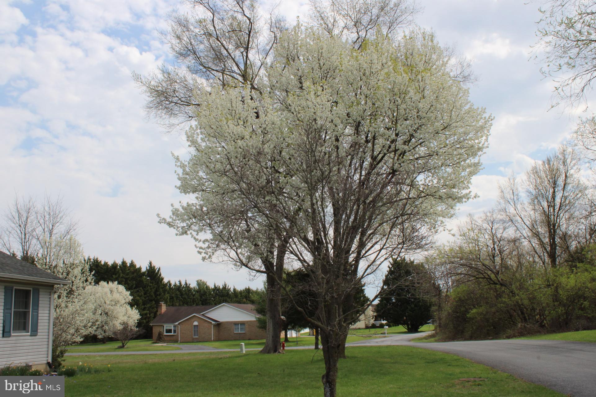 142 Braddock Boulevard Inwood, WV 25428 - Photo 6 of 36 a view of a yard with large trees