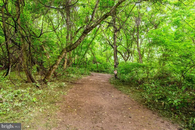 a view of a yard with large trees