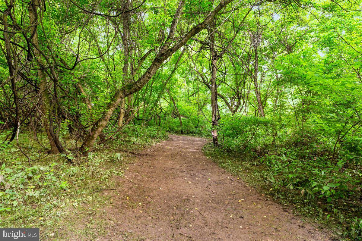Gideon Lane Falling Waters, WV 25419 - Photo 14 of 23 a view of a yard with large trees