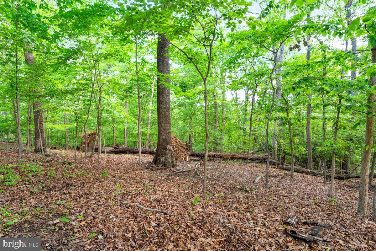Gideon Lane Falling Waters, WV 25419 - Photo 15 of 23 a view of a forest with trees in the background