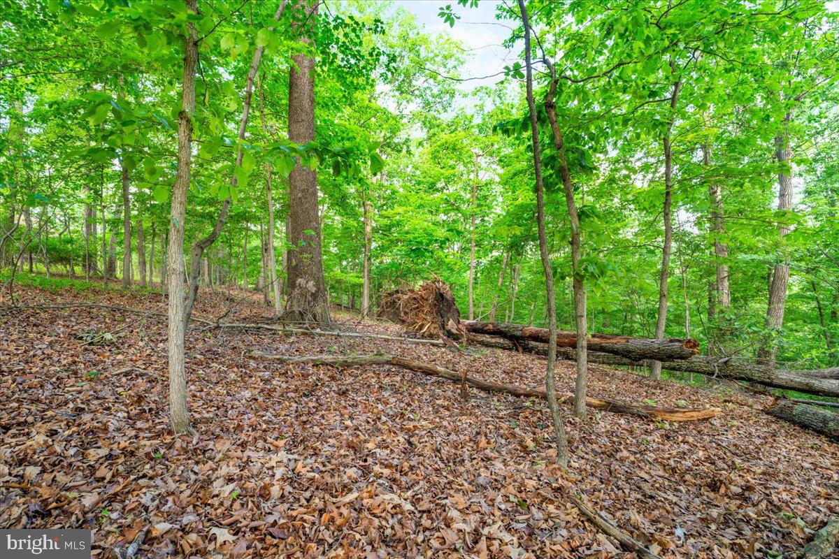 Gideon Lane Falling Waters, WV 25419 - Photo 18 of 23 a view of a backyard with plants