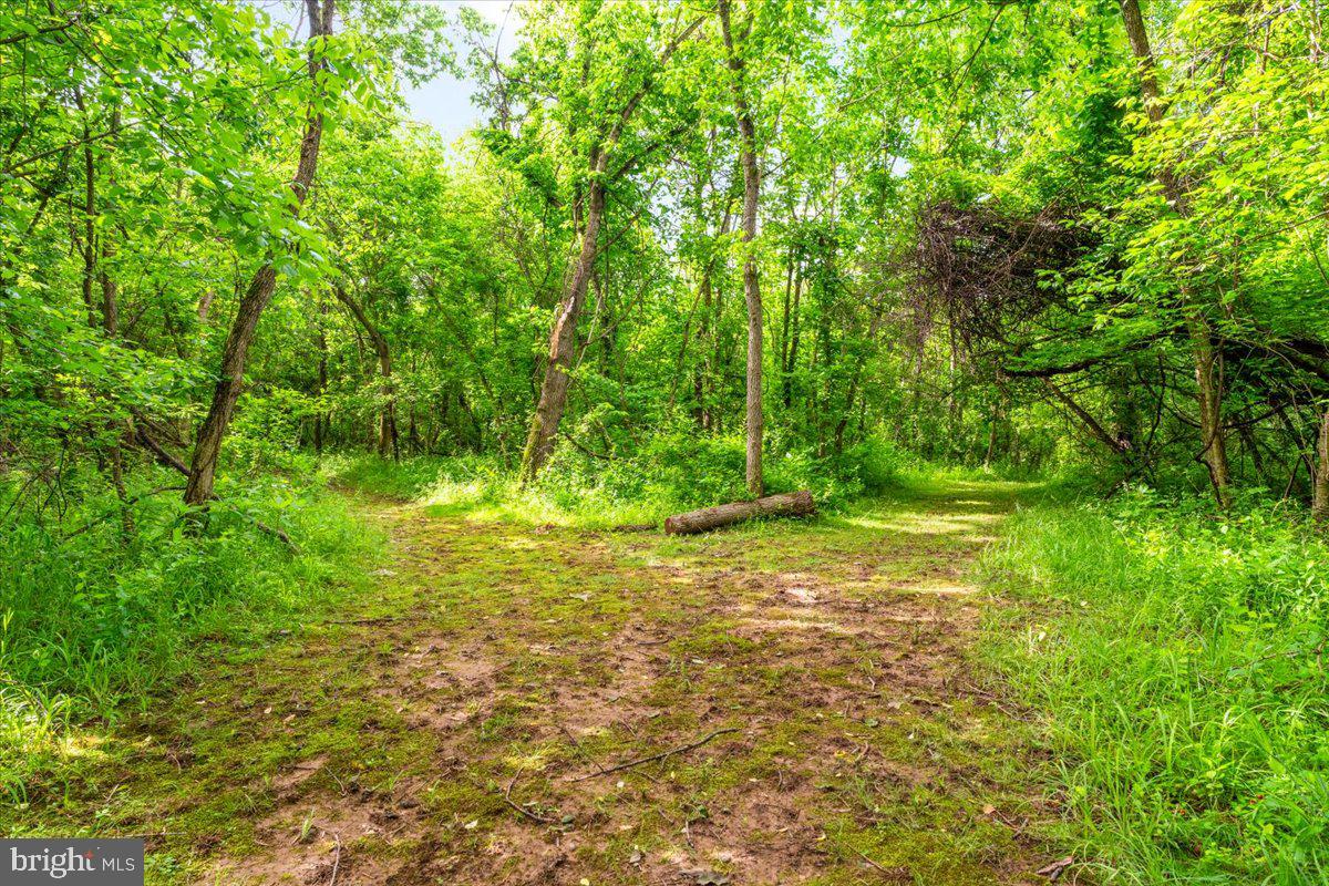 Gideon Lane Falling Waters, WV 25419 - Photo 20 of 23 a view of a yard with a tree
