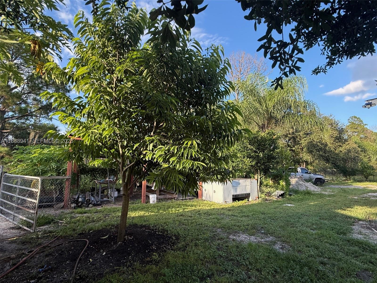 120 South Nogal Street Clewiston, FL 33440 - Photo 33 of 41 a view of a trees in a yard with large trees