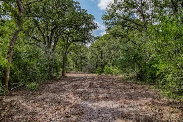 a view of a yard with a tree