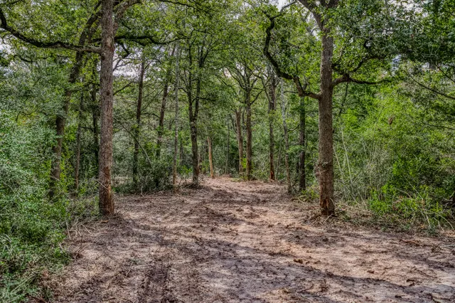 a view of a forest with trees in the background
