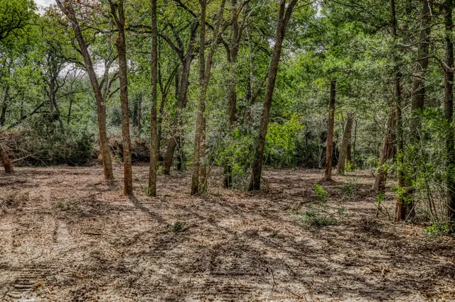 a view of a forest with trees in the background