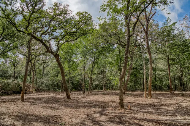 a green field with lots of trees