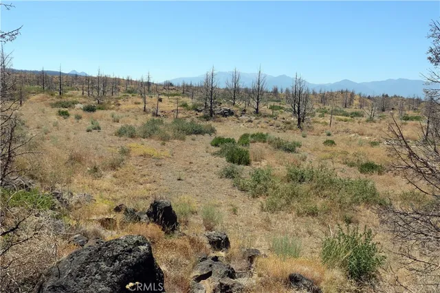 a view of a yard with trees in the background