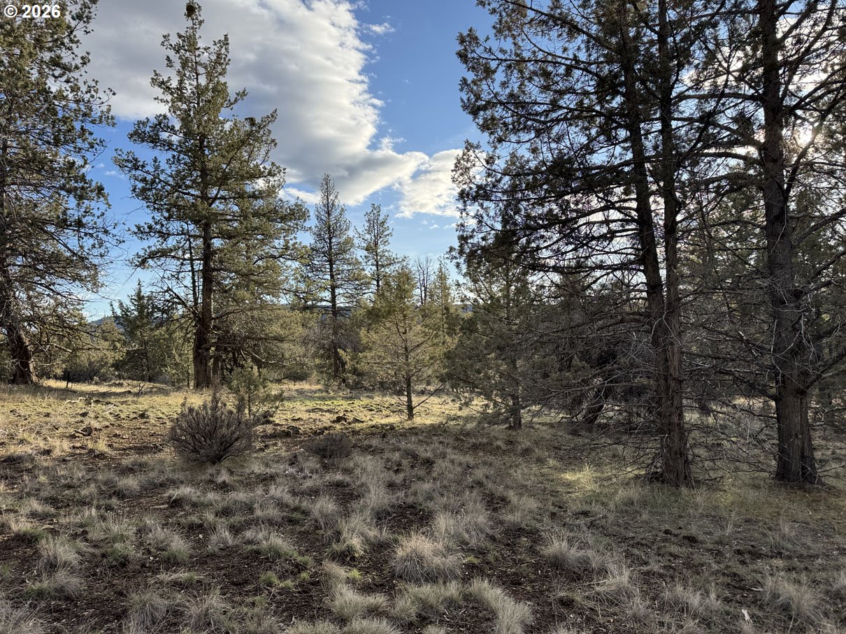 Canvasback Drive, Unit 36 Bonanza, OR 97623 - Photo 14 of 47 a view of a forest with trees in the background