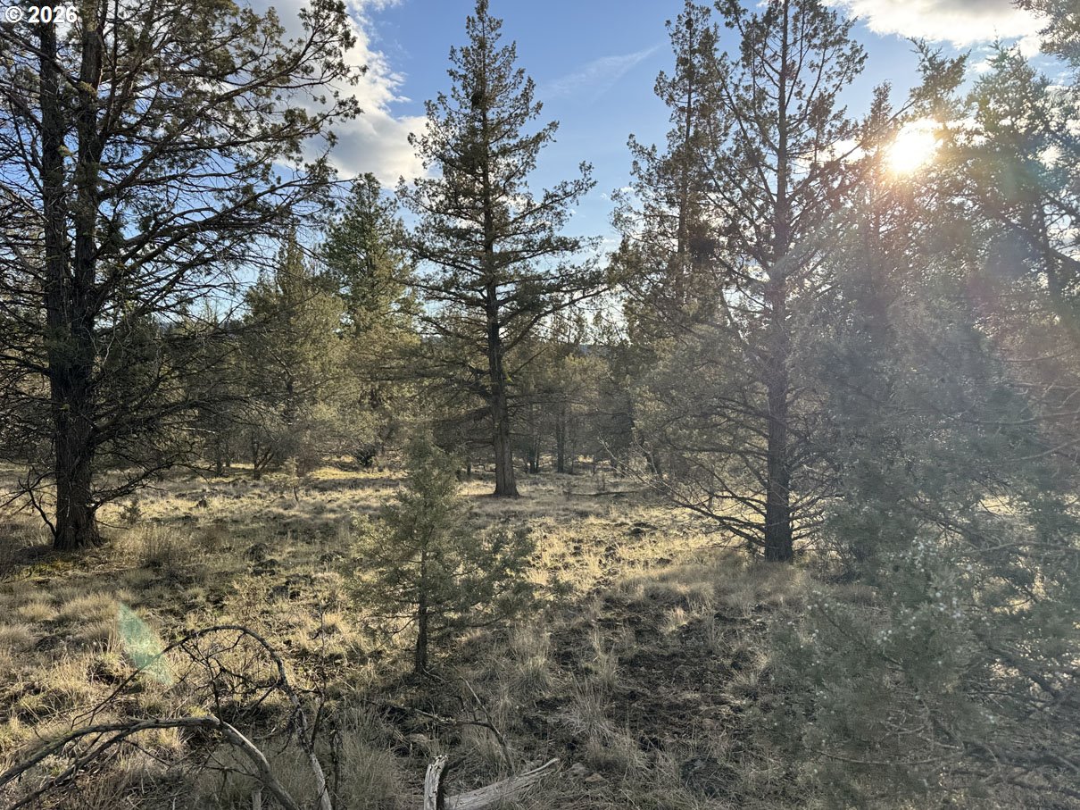 Canvasback Drive, Unit 36 Bonanza, OR 97623 - Photo 2 of 47 a view of a yard with a tree